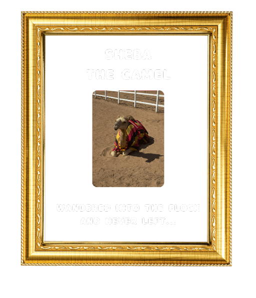 Other members of the flock