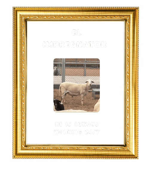 Other members of the flock